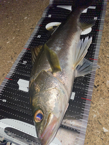 シーバスの釣果