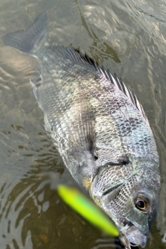 チヌの釣果