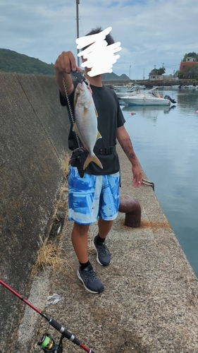 カンパチの釣果