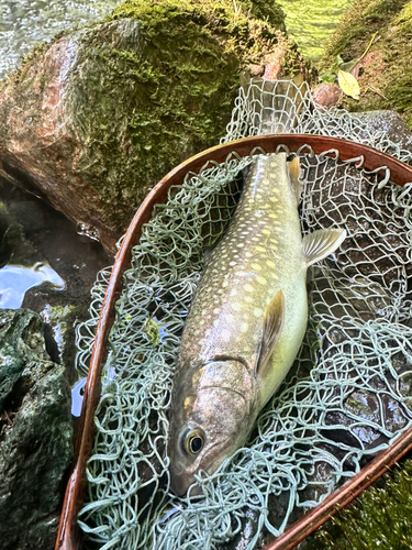 イワナの釣果