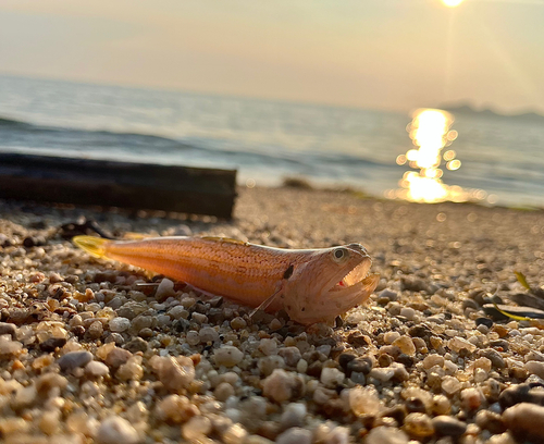 エソの釣果