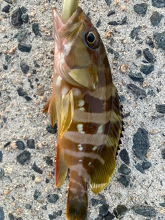 アカハタの釣果