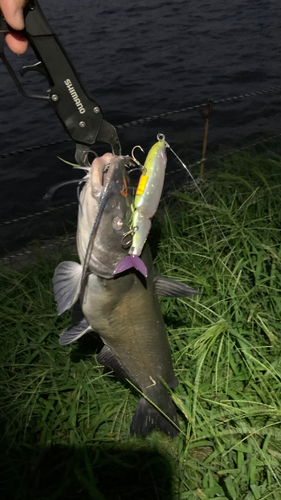 ナマズの釣果