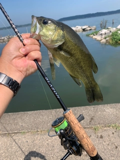 ラージマウスバスの釣果