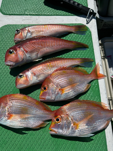 アマダイの釣果