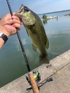 ラージマウスバスの釣果