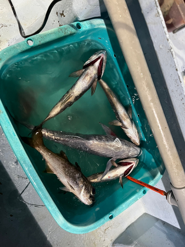 クロムツの釣果