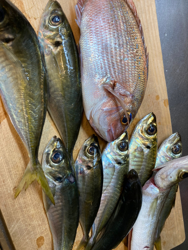 マダイの釣果