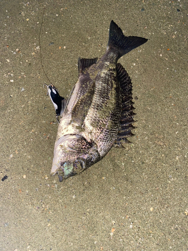 クロダイの釣果