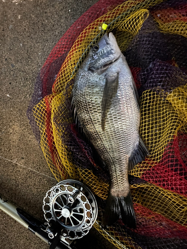 チヌの釣果