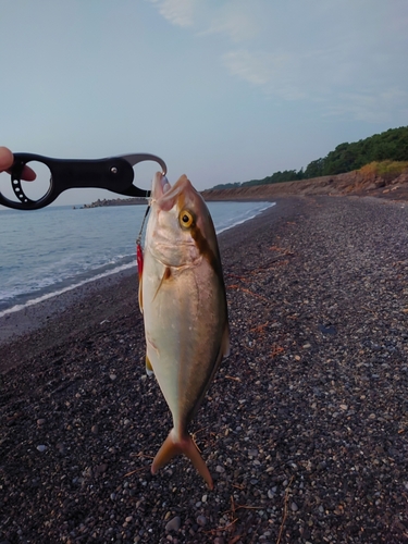 ショゴの釣果