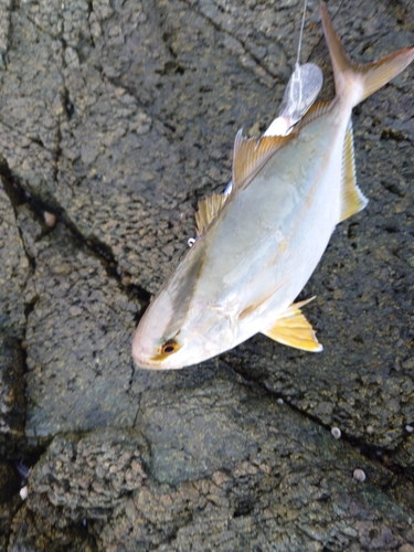 ショゴの釣果