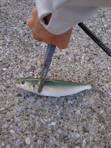 サッパの釣果