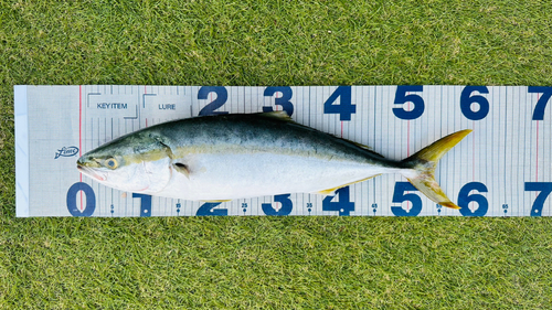 ハマチの釣果