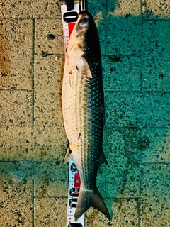 ボラの釣果