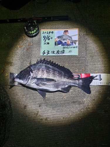 チヌの釣果