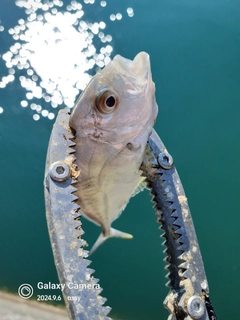 ロウニンアジの釣果