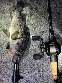 クロソイの釣果