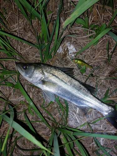 セイゴ（マルスズキ）の釣果