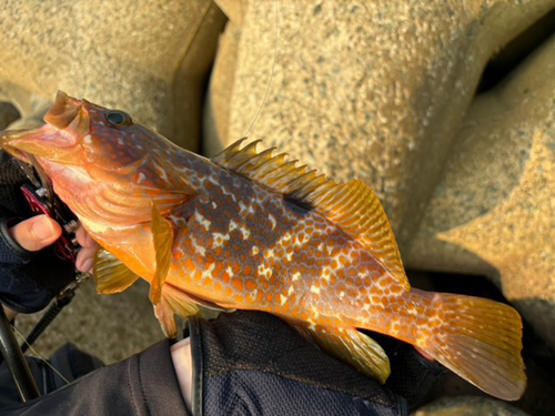 キジハタの釣果