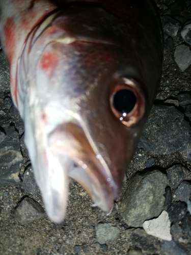 クロホシフエダイの釣果