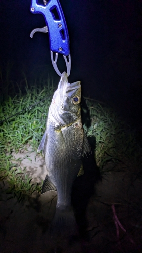 ヒラスズキの釣果