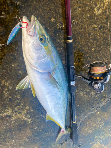 メジロの釣果