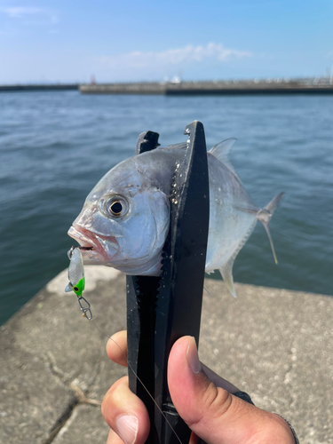 メッキの釣果