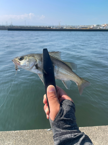 セイゴ（マルスズキ）の釣果