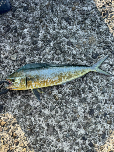 シイラの釣果