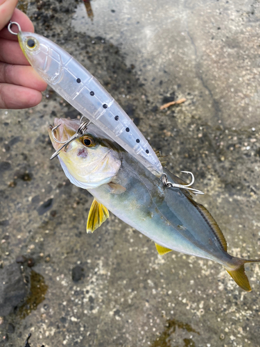 ショゴの釣果