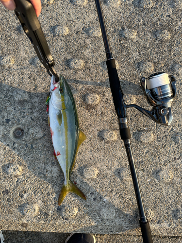 ツバスの釣果