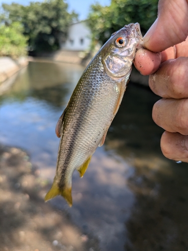 カワムツの釣果