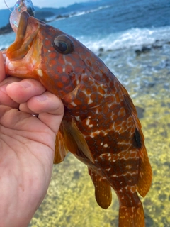 キジハタの釣果