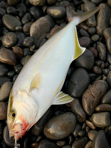 シオの釣果