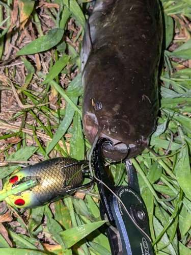 ナマズの釣果