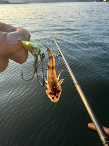 マゴチの釣果