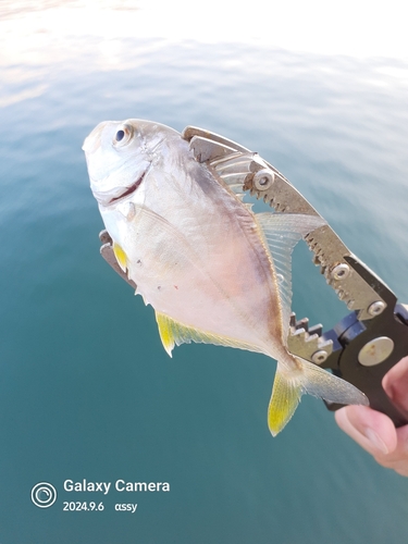 ロウニンアジの釣果