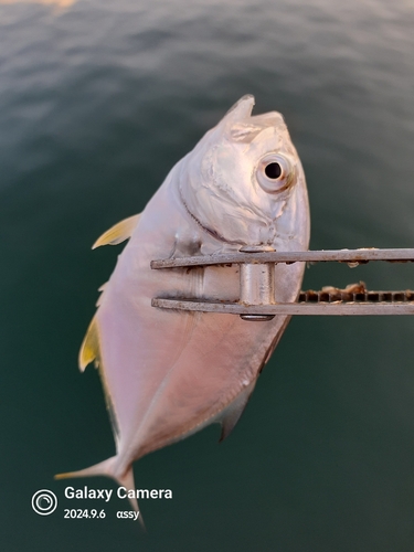 ロウニンアジの釣果