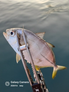 ギンガメアジの釣果