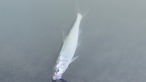 ハスの釣果