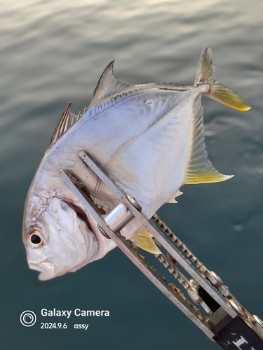 ロウニンアジの釣果