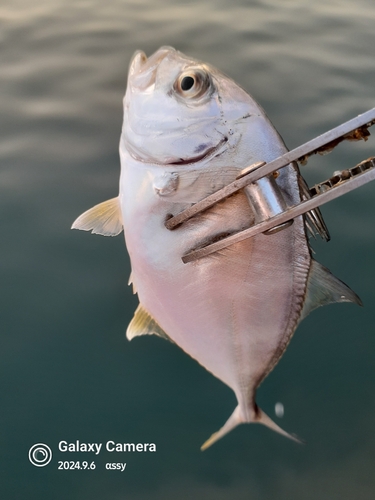 ロウニンアジの釣果