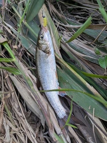 ウグイの釣果