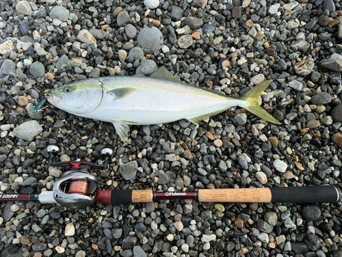 イナダの釣果