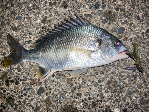 キビレの釣果