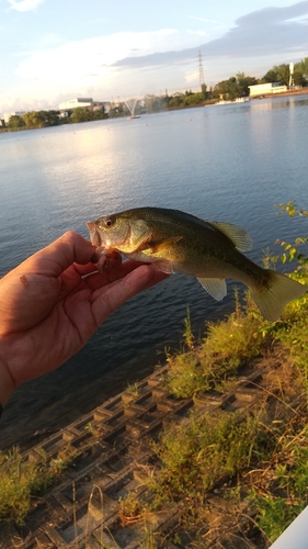 ラージマウスバスの釣果