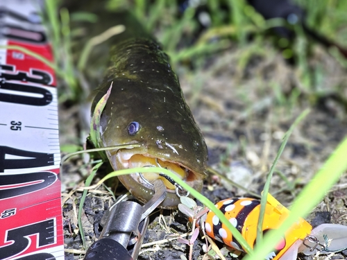 ナマズの釣果