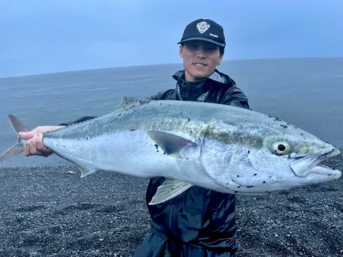 ブリの釣果