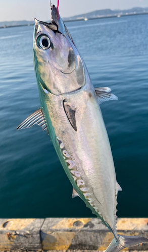 ソウダガツオの釣果